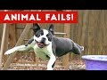 Funniest Animal Fails May 2017 Compilation   Funny Pet Videos