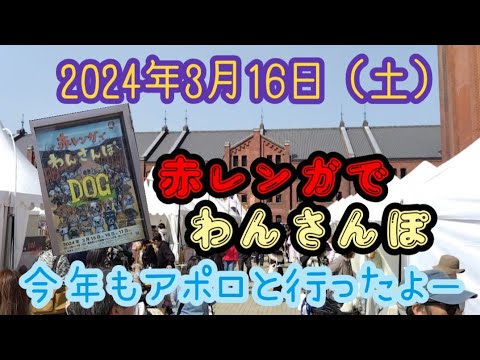 2024年の赤レンガでわんさんぽ#犬#イベント#みなとみらい#おやつ