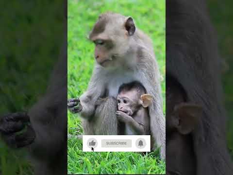 Baby Monkey hiding on Mommy armpit.