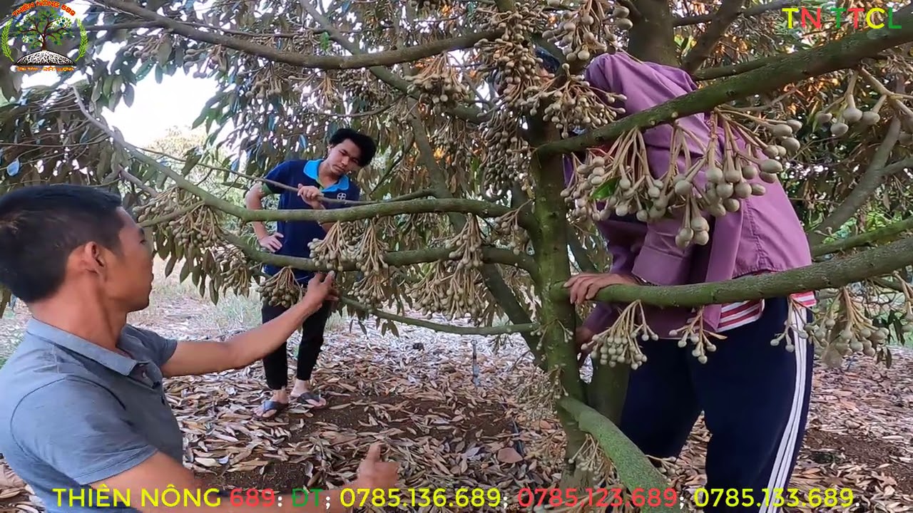 KỸ THUẬT TIỄN BÔNG SẦU RIÊNG.