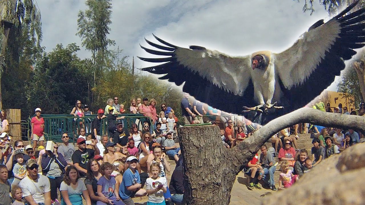 King Vulture Comes in for a Landing Over Zoo Guests 