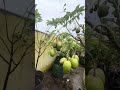 Pohon kedongdong mini berbuah #kedondong