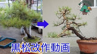放置された黒松をテコ入れ。　改作しました。盆栽お手入れ講座