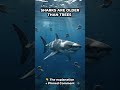 Did You Know Sharks Are Older Than Trees? 🌍🦈 #facts