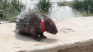 Innocent Porcupine Walking Video