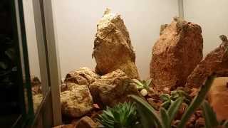 Collared Lizard Feeding Slow Motion