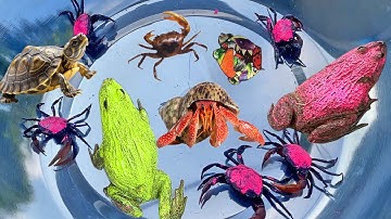 Bé gạo tv lái công nông bắt con ếch trong quả bóng bay, con rùa, cua ẩn sĩ