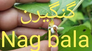 Nag bala naam ke teen paude Grewia hirsuta Sida acuta etc گنگیرن ناگ ب