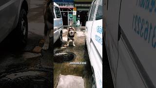 This Husky and a Woman Kept Copying Each Other!