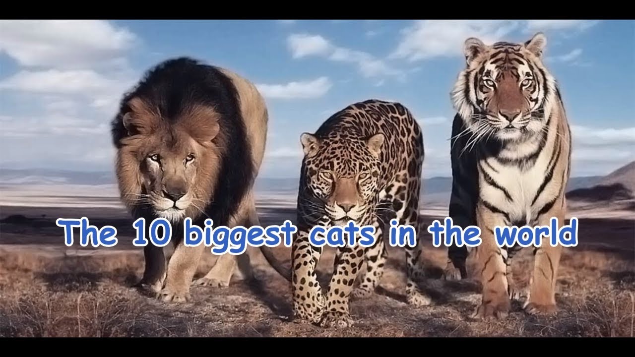 top 10 biggest cats