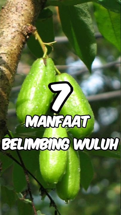 7 manfaat belimbing wuluh untuk kesehatan original vidio by youtube @nahargarden87