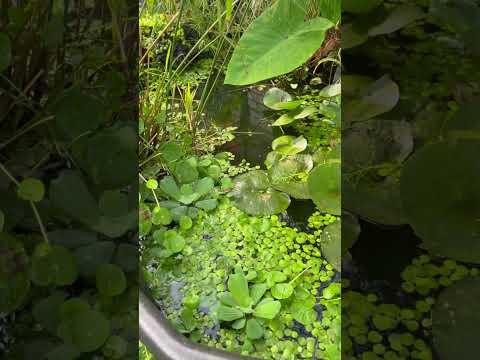Tubbing Update - July