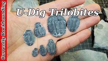 Cambrian Trilobites // Attempting My First Fossil Preparation