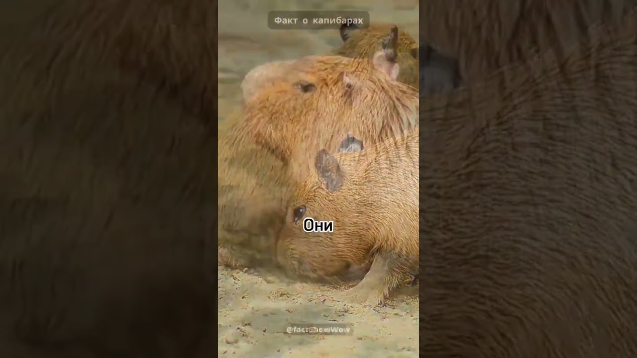 Как капибары разговаривают? #факт #факты #капибара #капибаратоп #shorts #tiktok #атызнал #интересно