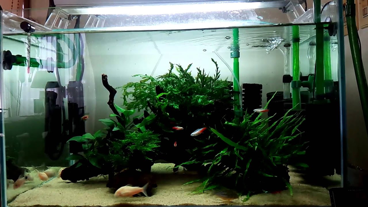 落ち着かないコリドラス Youtube