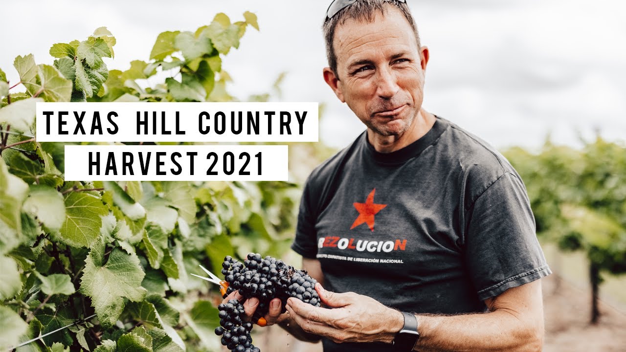 Signor Vineyards - Texas Hill Country Harvest 2021