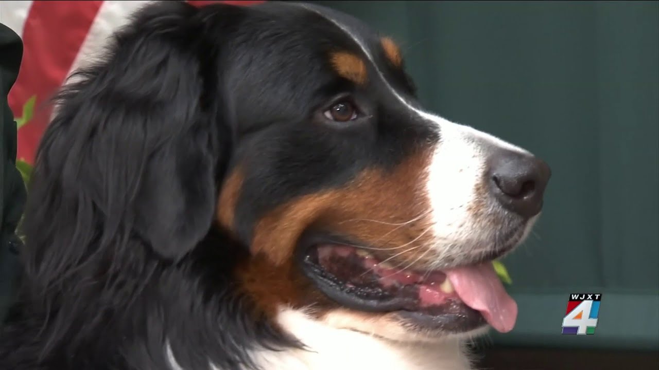 Creature Comfort: Meet the newest member of the Nassau County Sheriff’s Office