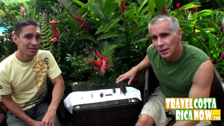 Côn trùng và muỗi tại Costa Rica - Có cần lo lắng không?