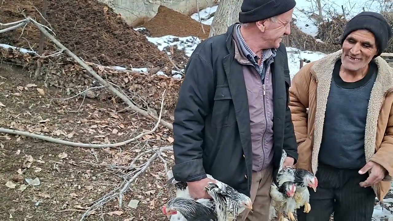 Fərələr qapımıza qədər gəldi