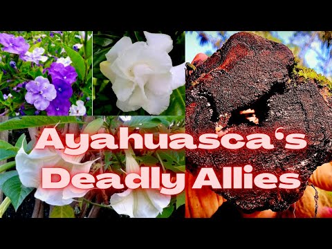 Drinking Ayahuasca with Her Most Dangerous Allies (Toè, Chiric sanango, Uchu sananga)