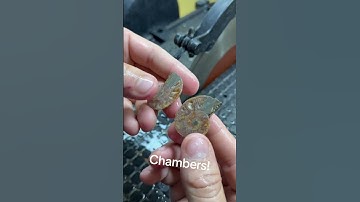 check out this gorgeous ammonite I polished! #whatsinside #fossil #ammonite #agate #crystal