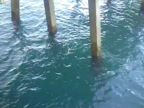 2009/10-06 Juno Beach Pier Fishing Big Cobia Nick ...