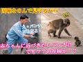 パンチくん 🐵赤ちゃんに興味津々で近づきたいみたい。でもママの視線が…？鹿野さん飼育員さんも緊張でドキドキしながら、その様子を見守っています。（笑）🤣#パンチくん