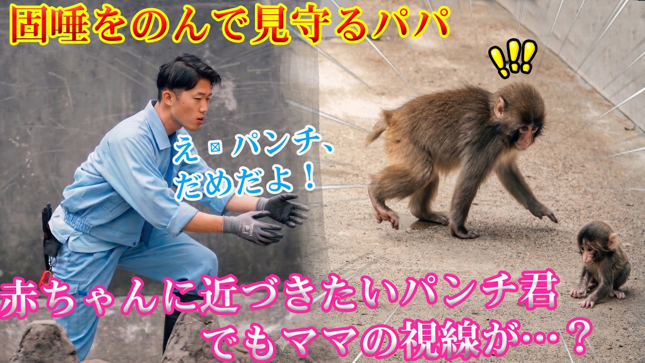 パンチくん 🐵赤ちゃんに興味津々で近づきたいみたい。でもママの視線