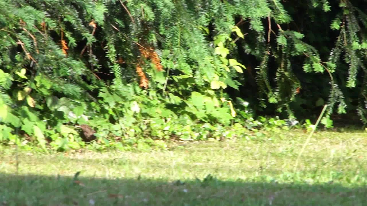 Erinaceidae with fleas