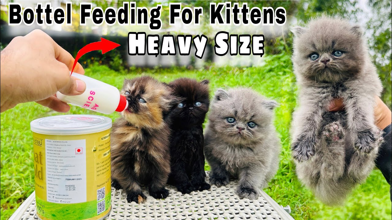 How To Keep Your Kitten Healthy & Heavy Best Milk Replacer For