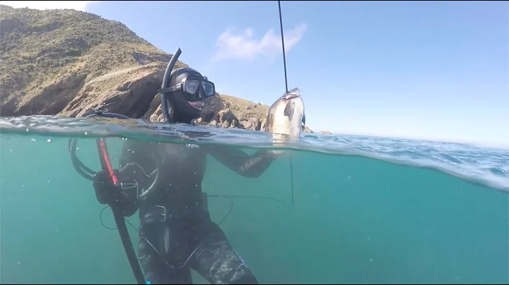 Spearfishing for Blue Moki in the Queen Charlotte ...