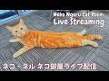 【ネコ・ネル ねこ部屋配信】NN Cat Room Live Streaming 260821
