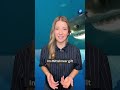 Mehr als die Hälfte der Haiarten im Mittelmeer gilt als gefährdet. #hai #weißerhai #wissen
