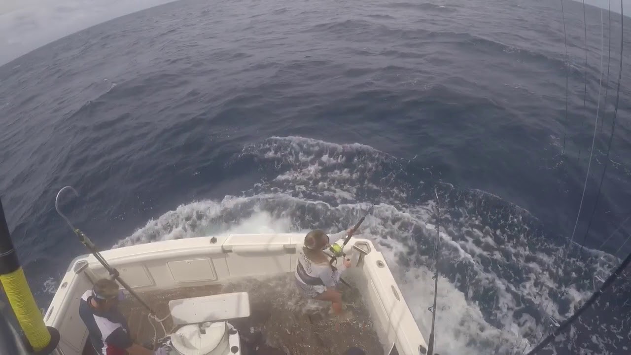 blue marlin jumps into boat pending Australian record to a junior YouTube