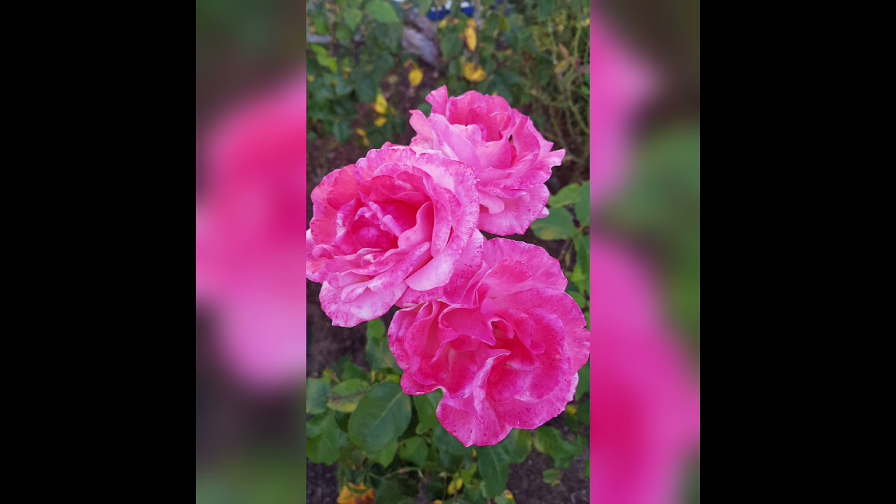 Das Mysterium beginnt Erzengel Ariel Lichtweltverlag 03.10.21