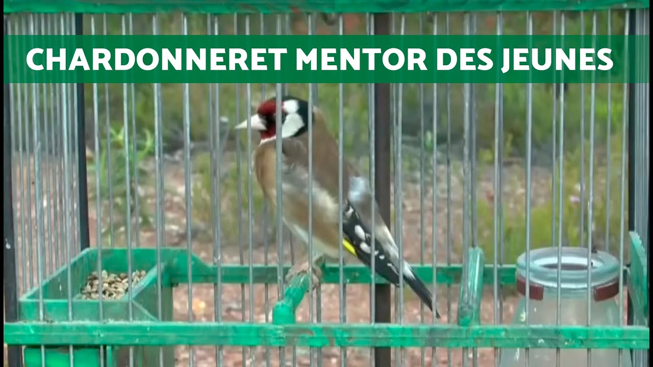 Chardonneret qui CHANTE pour l'ÉCOLAGE des JEUNES CHARDONNERETS