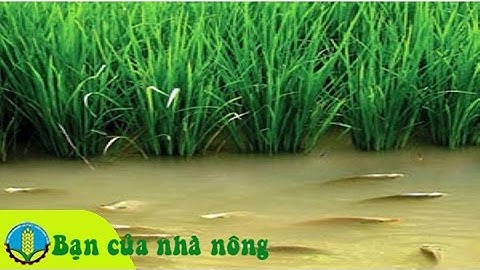 Xây dựng mô hình nuôi cá trong ruộng lúa mùa nước nổi ở Miền Tây