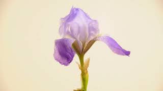 Bloom and Fade of Violet Iris/Time Lapse #201 screenshot 4