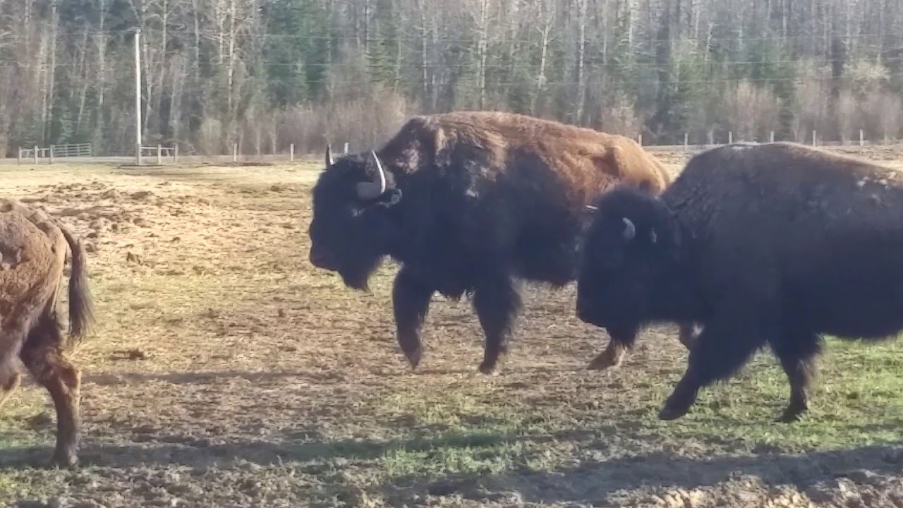Buffalo in spring . - YouTube