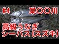 【#4釣り動画】某所で大物釣れ放題！高級ウナギ シーバススズキ大量！