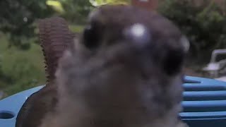 Adorable Wren's Bird Brain Antics Profile