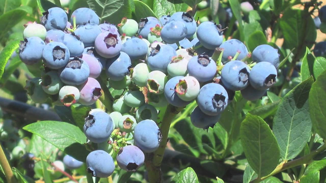 blueberry shrubs for sale