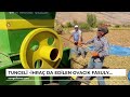 Tunceli -İhraç da edilen Ovacık fasulyesi, kadınların el emeğiyle toplanmaya başladı