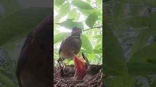 The birds eating earthworms have all stretched their necks吃蚯蚓的小鸟，小鸟们都伸长了脖子 #birds #nature