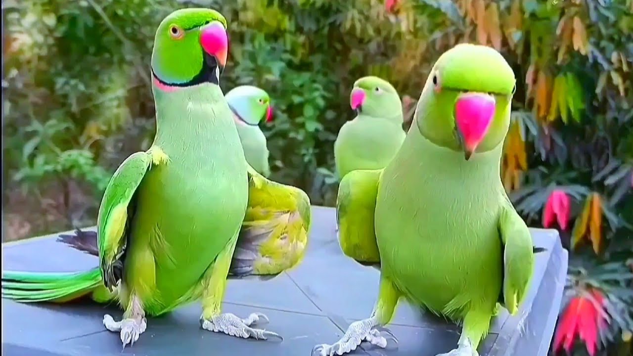 Talking Parrot Videos Compilation