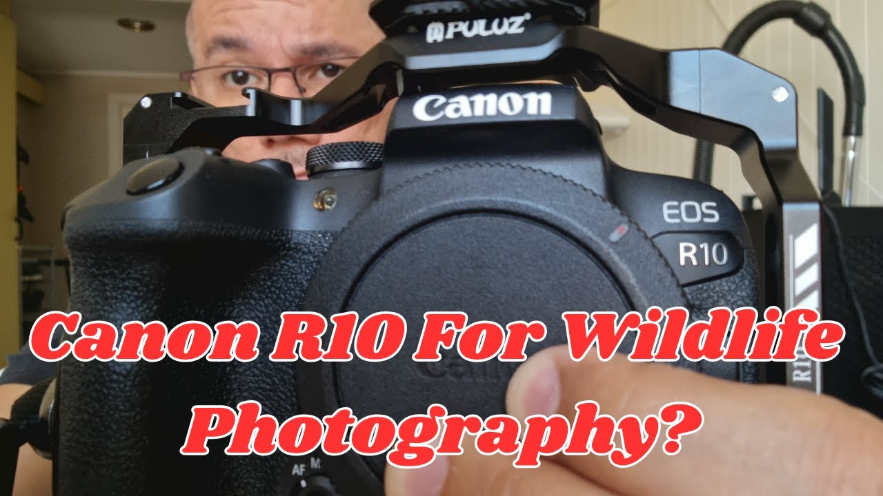 Sup Up Your Canon R10 And RF 100-400 mm Lens For Wildlife Photos