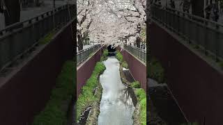 Are THESE Cherry Blossoms (桜) #shorts #flowers #japan #travel