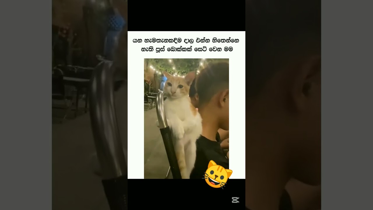 පූස් යාළුවා 🥰❤️ #catlovers #shorts