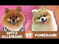 Spitz allemand vs pomranie  quelles sont les diffrences 