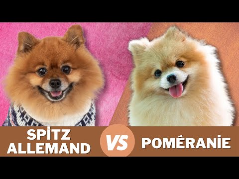 Vidéo: Différences entre les chiens et les poméraniens allemands Spitz
